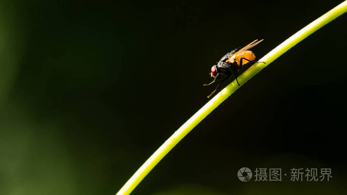 自然界中的苍蝇的宏