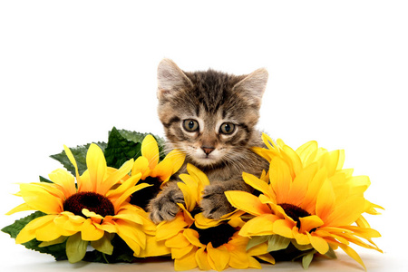 可爱的斑纹猫用向日葵