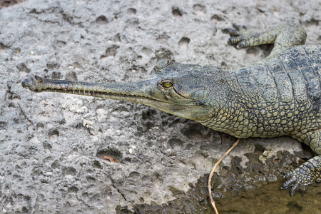 针鼻鳄鱼