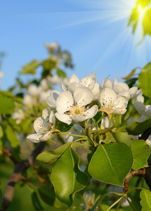 梨花在春天的花园，在阳光下 背景概念