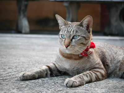 一小猫猫直直看着