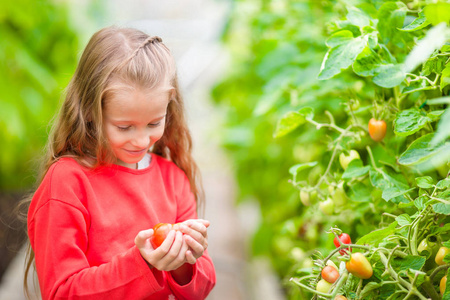 可爱的小女孩收获黄瓜和番茄的温室。催熟蔬菜大棚的季节
