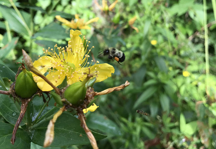 蜜蜂采集花粉从一朵野花