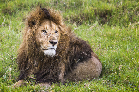 在肯尼亚马赛马拉的大狮子