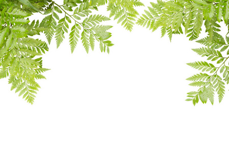 绿色的树叶为框架的在白色的背景下，自然边界