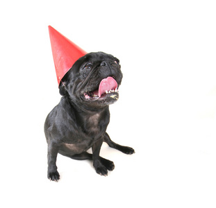 黑色的哈巴狗与上生日帽