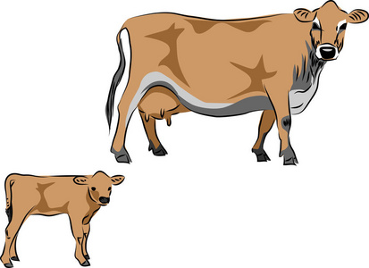 泽西牛与小牛