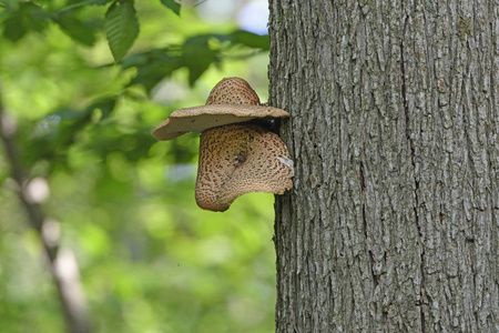 戴着帽子的独特树真菌鼻子