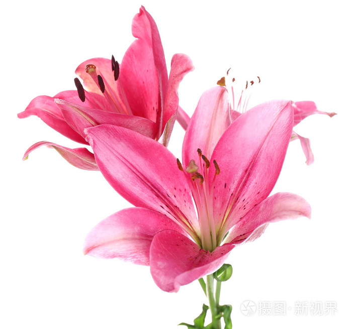 美丽的粉红色百合鲜花