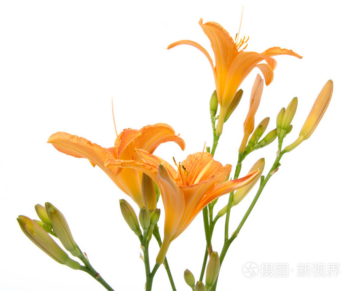 美丽的橙色百合
