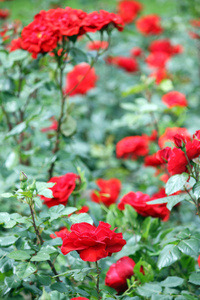 红玫瑰鲜花春天的花园