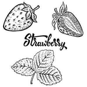 手绘草莓的集。设计元素的标识 标签 e