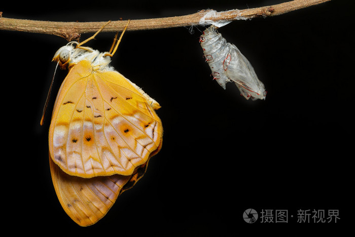 女性常见豹蝴蝶从茧而出