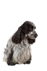 英国可卡犬的孤立的肖像