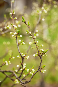 樱桃花