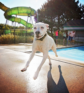在当地的公共游泳池的狗