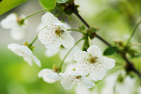 樱桃花