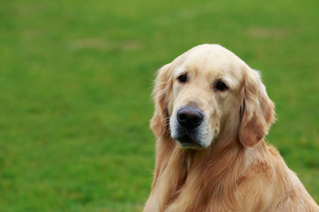 狗品种黄金猎犬