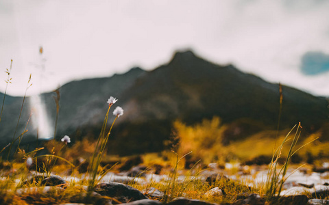 用鲜花和阿尔泰山的 Tiltshift 景观