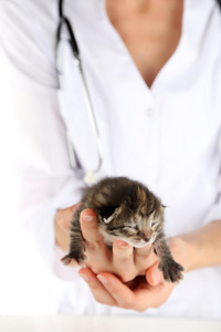 兽医与小猫，特写
