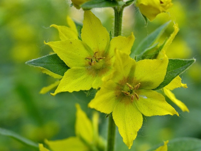 珍珠菜属植物特写图片