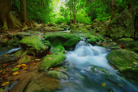 在森林深处，自然的绿色背景的瀑布图片