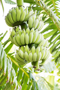 未成熟的香蕉，在丛林里的树上