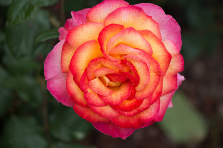 美丽多彩玫瑰花朵花园背景