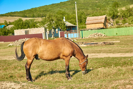 一匹栗色的马，9 岁，也就是在户外在夕阳的光线的肖像