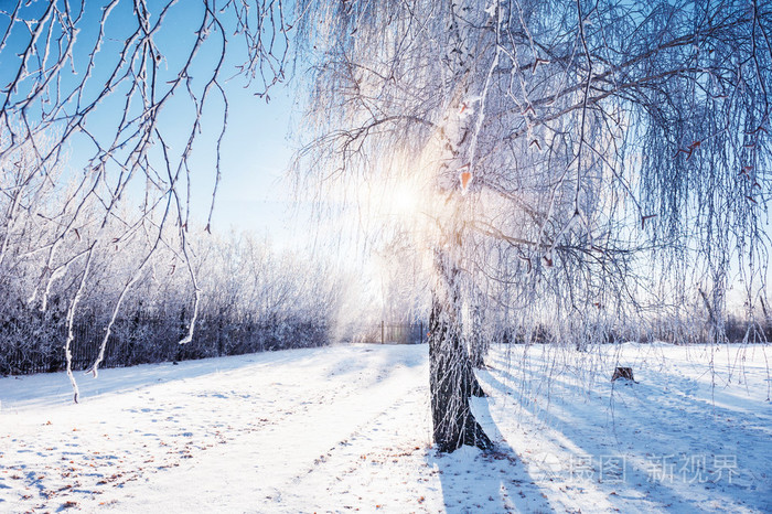 霜和雪在冬季公园白桦