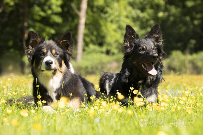 两只狗边境牧羊犬躺在草地花黄色