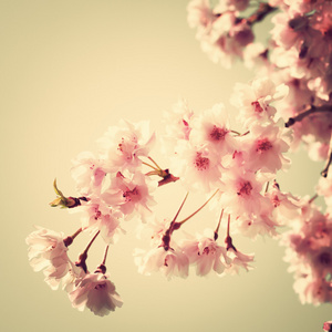 樱花，复古风格的照片