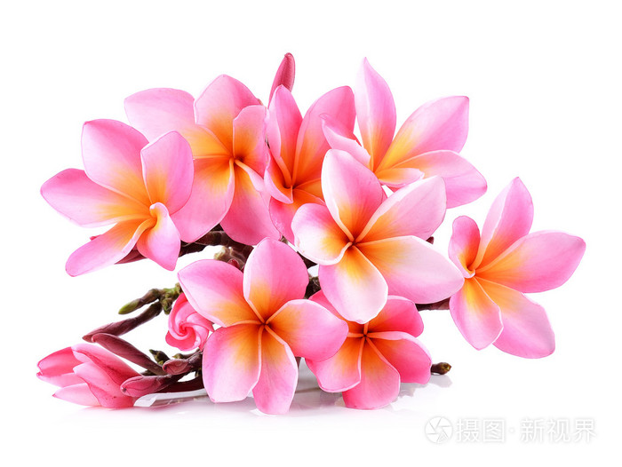 孤立的白色背景上的粉红色的鸡蛋花