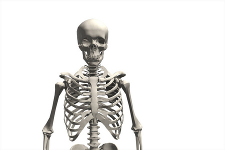 人类的骨骼系统 3d 插图的插图
