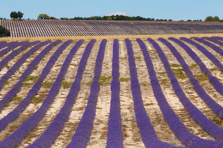 薰衣草田，valensole，普罗旺斯，法国薰衣草花香