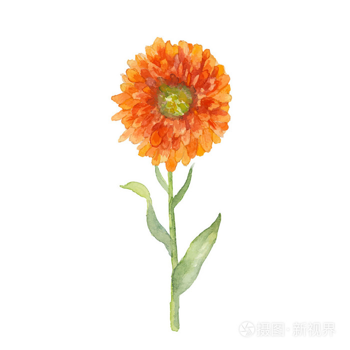 水彩的万寿菊花