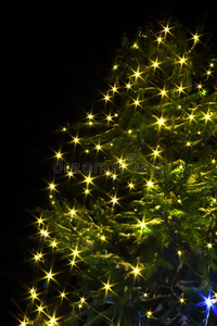 圣诞树灯火通明之夜图片