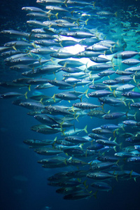 斯特拉森水族馆鱼群