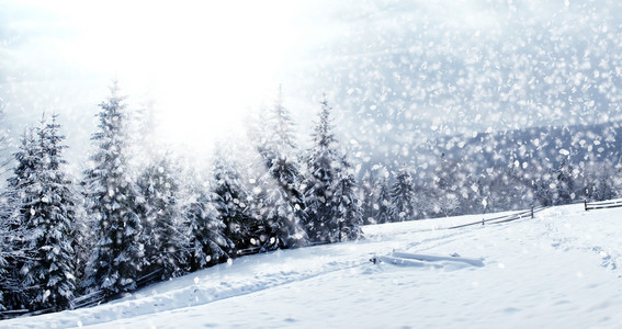 美丽的冬天风景与雪覆盖的树木