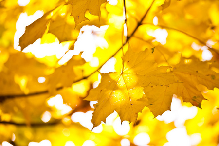 金色秋天的树叶图片