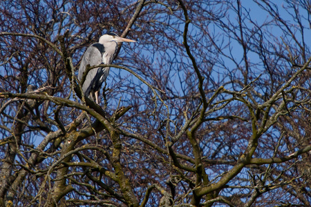 灰鹭鸟坐在一棵树