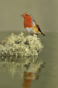 罗宾，erithacus rubecula