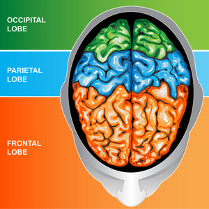 人类的大脑视图顶部图片