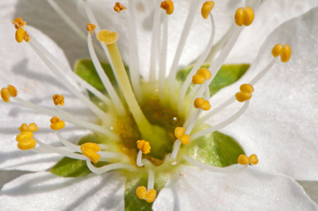 Appletrees Blossom