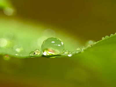 新鲜的绿色叶子上的水滴