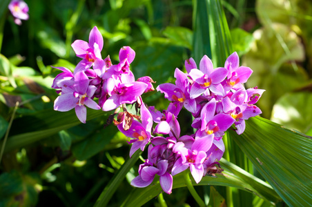 紫色 spathoglottis 兰花花