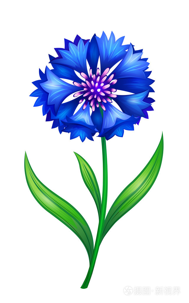 蓝色矢车菊