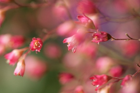 花卉特写