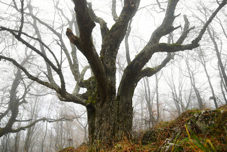 在薄雾森林大秋天一棵树