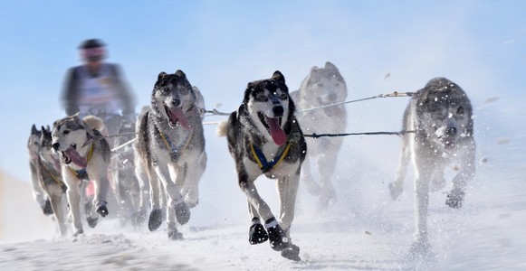 雪橇犬冠军